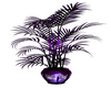 Purple Wolf Plant