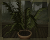 ~CW~ Potted Plant