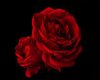 red rose RUG