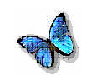 butterflySS
