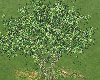 Green Natural Big Tree