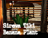Sireva Tiki Banana Plant