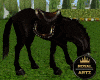 Royal Black Horse
