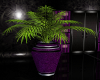 purple bf plant 4