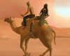Desert Camel Walk Anim