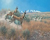 (K) Pronghorn Antelope