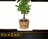 ! TREE IN WOODEN POT