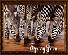 Four Drinking Zebras