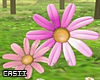 Pink Daisy Decor