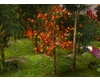 AutumnTreeW/FallinLeaves