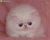 Kitten Persian