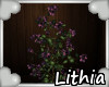 Lithi| Purple Flowers