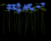 blue water lillys (2)