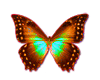 Butterfly 004