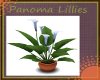 Panoma Lillies