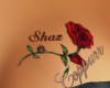 *C* Shaz Red Rose Tat