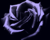 Black Silver Rose Loft