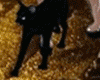 Umbrella+Cat Avi
