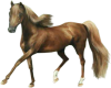 Pretty Tan Brown Horse