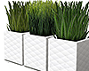 Potted grass
