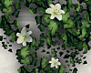 White Flowers Ivy