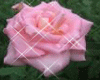 Pink Glittering Rose