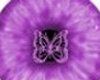 Purple Butterfly Eyes