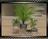 **Slow Potted Plants