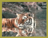 reflecting tiger