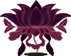 Fuscia Lotus