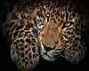 leopard picture frame