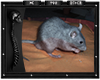 [MLA] Rat blue Dumbo