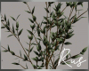 Rus Olive Tree