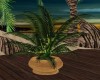 LARGE TROPICAL PALM
