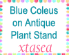 Blue Coleus Antique
