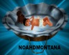 NoahDMontana