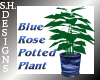 Blue Rose Potted Plant