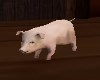 ANIMATED BABY PIG
