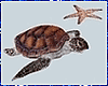 Kawaii Turtle