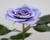 {LDA} Purple Rose Pictur