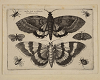 Academia Art [moths]