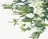 rose green