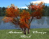 KC~Autumn Orange Birch