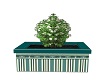MP~POTTED BOX PLANT 8