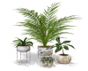 Modern Plant  Set