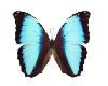 colorofull butterfly