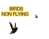Birds NO flying