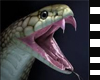 HISSING MOUTH SNAKE M
