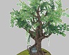olivo albero con pose