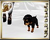 "S" ROTTWEILER PUPPY PET